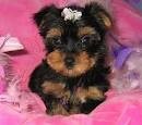 cute x mas yorkie puppies for adoption