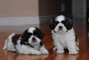 Charming Shih tzu puppies for free adoption