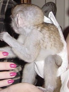 2 Malvelus Male and Female Capcuhin Baby monkeys For x-mass