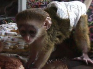 Suitable and Charming Capuchin Baby Monkeys Now Available