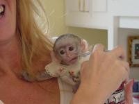 Two capuchin monkeys for adoption to good and caring families.
