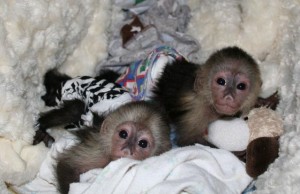 Cute And Adorable Capuchin Monkeys For Adoption