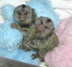 pygmy marmoset monkeys available!!