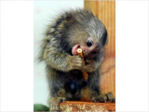 VALETINES DAY MARMOSET MONKEYS FOR SOME ONE SPECIAL
