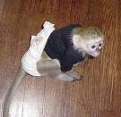 cute capuchin monkeys for adoption.