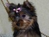 Cutte!!Gorgeous &amp; Adorable Yorkie Puppies For Adoption!!