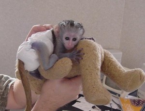 baby capuchin monkey for free adoption