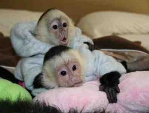 Adorable male and female babies Capuchin monkeys to give them out for adoption.