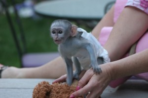 lovely  white face baby capuchin monkey for adoption