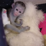cute baby capuchin monkeys ready to go now 