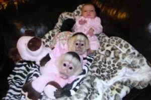 Capuchin Monkeys avail;able for pick up