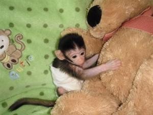 lovely  baby Capuchin Monkey For Free Adoption sweet.brenda10@yahoo.com