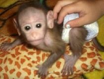 We interested in this baby capuchin monkey for adoption