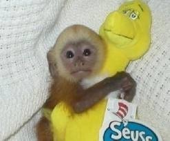 outstanding capuchin monkeys for adoption (male and Fermal)