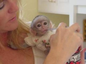 Healthy potty trained and current on vaccines capuchin monkeys