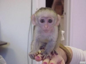 Female baby Capuchin monkey for adoption