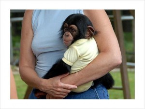 (ninaanderson111@gmail.com)Available Now Male And Female Baby Chimpanzee