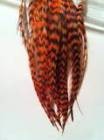 Grizzly Rooster Feather-Grizzly Rooster Feather Manufacturers, Suppliers and Exporters(Cameroon) Grizzly Rooster Feather-Grizzly