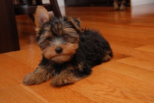 quality yorkie puppies for adoption