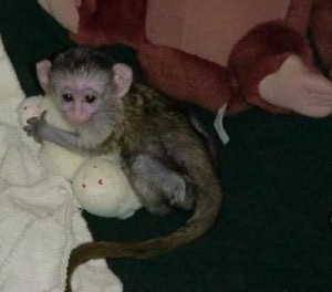 CAPUCHIN MONKEY DESPERATELY LOOKING FOR A NEW HOME contact us for more information via email ( amanda.kids24@gmail.com)