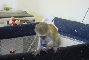 Twin Baby Face Capuchin Monkey for Adoption