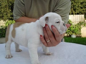 ( taylorwhited2000-2@yahoo.com) Extra Charming Male And Female English Bulldog Puppy ForFree Now Ready To Go Home.