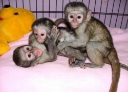 Lovely Baby Capuchin Monkeys For Adoption(dolifwhite@yahoo.com)