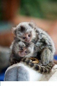 looking too adopt two baby marmoset monkeys