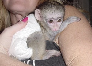 Healthy And  Gorgeous White Faced Capuchin Baby Monkey For Sale