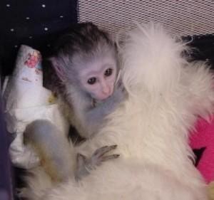Available Capuchin Monkey For A Good Home