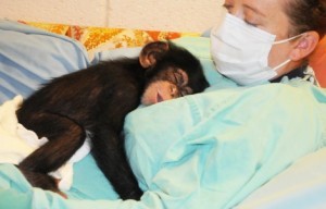 * trained chimpanzee monkeys to go home for adoption