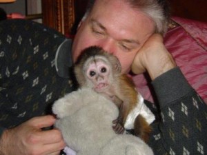 Adorable Tamed Female Baby Capuchin Monkey For Adoption