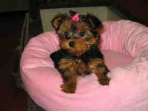 Healthy Teacup Yorkie puppies for adoption