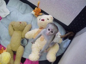 My Capuchin monkey is searching for a new and loving home..