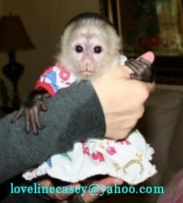 Adorable Female Baby Capuchin Monkey For Adoption