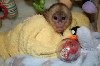 cream face female baby capuchin monkey for adoption