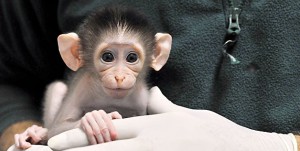 Capuchin monkeys for adoption.