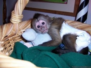 Lovely Capuchin Monkey for Good Homes.