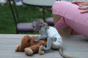 Palyful Capuchin Monkey Looking For A Loving Home