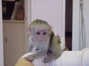 !!!!Gorgeous White Faced Capuchin Baby Monkey For Free Adoption!!!!