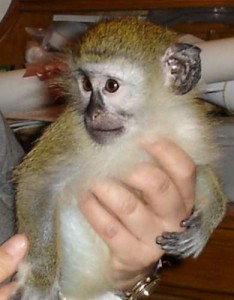 female Capuchin monkey for addoption