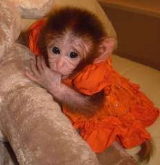 Cute Capuchin Monkeys for adoption
