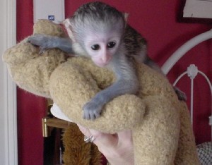 !!!!Adorable baby Capuchin monkey for free adoption!!!!