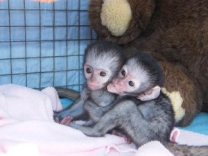 Baby Capuchin monkeys For Free Adption