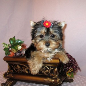 Male And Female Yorkie  Puppies looking for ever home(nancy_2339@yahoo.com)