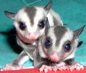 adorable sugar gliders vet checked and very loving waiting for a new home.contact for more information...