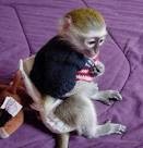 adorabe male and female capuchin monkey ready for a good home!!