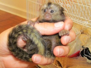 Baby marmoset monkeys for adoption