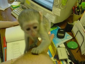 Lovely Capuchin Monkey For Adoption with all papers