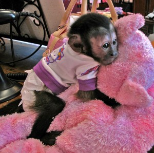Good looking capuchin monkeys for your home.